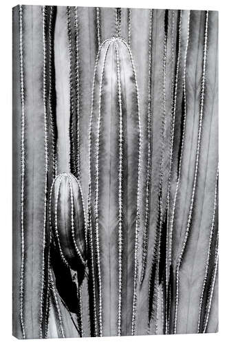 Canvas print Black Arizona - Cactus Close Up