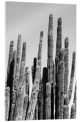 Akryylilasitaulu Black Arizona - Cactus Family