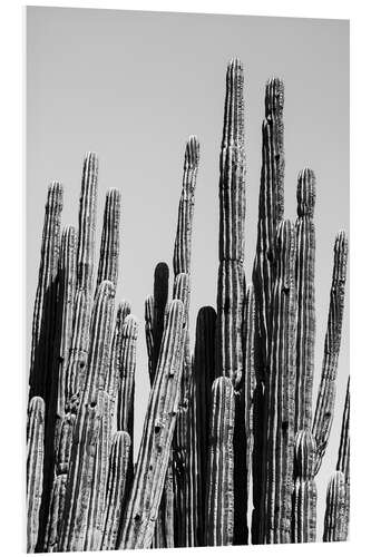 Foam board print Black Arizona - Cactus Family