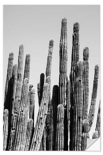 Selvklebende plakat Black Arizona - Cactus Family