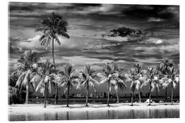 Acrylic print Black Florida - Miami Tropical Summer