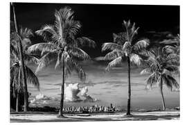 Foam board print Black Florida - Between Two Palm Trees Miami