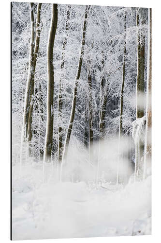 Aluminium print Trees in the snow