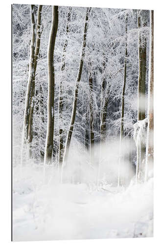 Stampa su plexi-alluminio Alberi nella neve