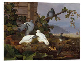 Quadro em PVC Pigeons