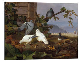 Gallery print Pigeons