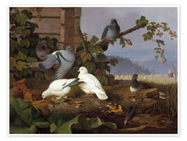 Wall print  Pigeons - Ferdinand von Wright