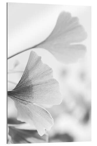 Gallery print Ginkgo leaves