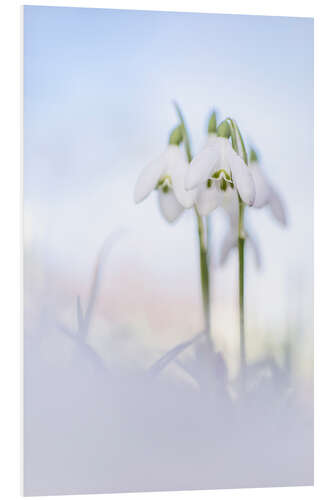 Foam board print Beautiful snowdrop