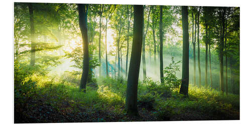 Foam board print Light in the forest