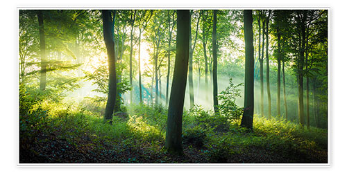 Poster Licht im Wald
