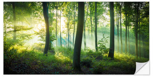 Naklejka na ścianę Light in the forest