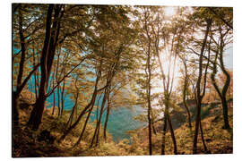 Aluminium print Chalk coast in the Jasmund National Park on the island of Ruegen