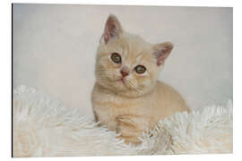 Aluminiumtavla British shorthair kitten II