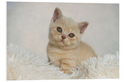 Foam board print British shorthair kitten II