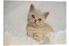 Galleritryck British shorthair kitten II