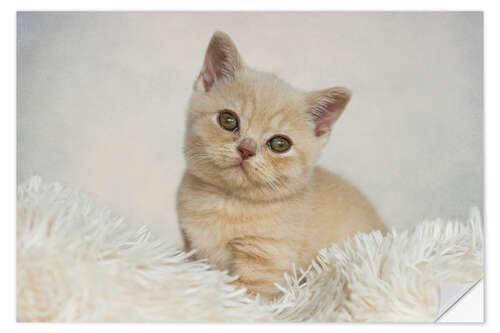 Selvklebende plakat British shorthair kitten II