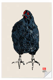 Selvklebende plakat Black chicken