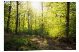 Aluminium print Spring sun in the forest