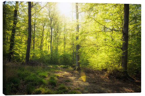 Leinwandbild Frühlingssonne im Wald