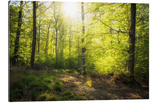 Gallery print Spring sun in the forest