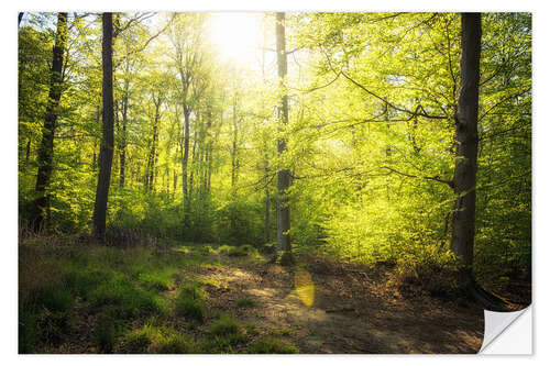 Selvklebende plakat Spring sun in the forest