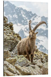 Aluminium print Alpine Ibex II