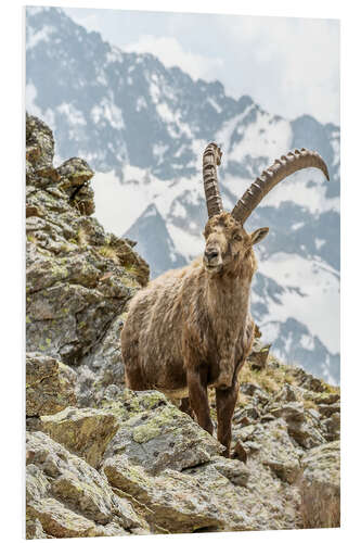 Foam board print Alpine Ibex II