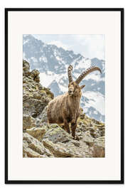 Gerahmter Kunstdruck Alpensteinbock II