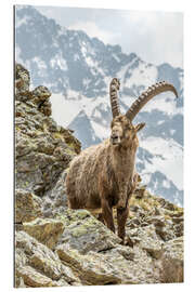 Galleriprint Alpine Ibex II