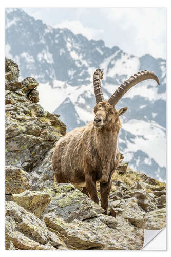 Wandsticker Alpensteinbock II