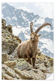 Wandsticker Alpensteinbock II