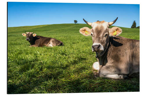 Tableau en aluminium Vaches dans l'Allgäu