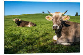 Aluminium print Cows in the Allgäu