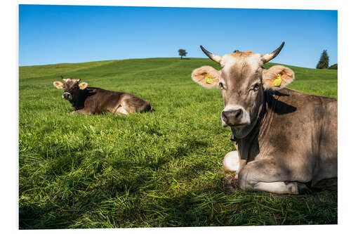 Cuadro de PVC Vacas en el Allgäu