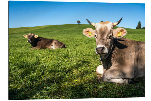 Gallery print Cows in the Allgäu