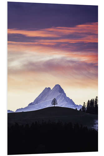 Foam board print Lonely tree in front of Schreckhorn, Switzerland