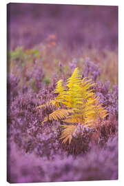 Lerretsbilde Fern in the heather