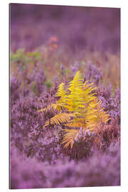 Gallery print Fern in the heather