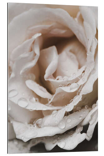 Gallery print Summer Rose