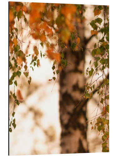 Aluminium print Autumn birch