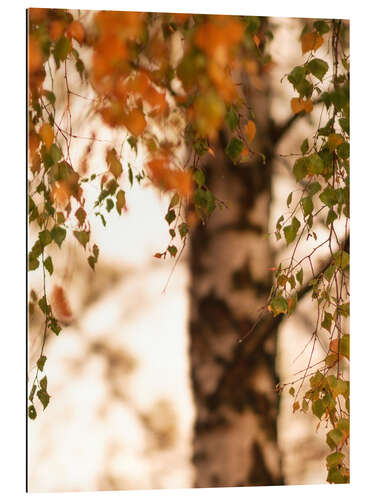 Galleriprint Autumn birch