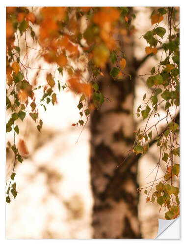 Selvklebende plakat Autumn birch