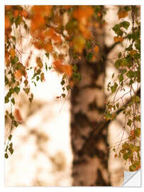 Selvklebende plakat Autumn birch