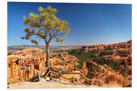 Foam board print Lone tree at Bryce Canyon, Utah, USA