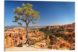 Quadro em plexi-alumínio Lone tree at Bryce Canyon, Utah, USA