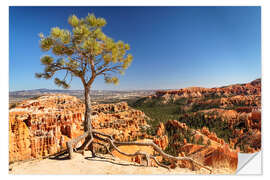 Självhäftande poster Lone tree at Bryce Canyon, Utah, USA