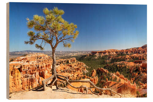 Tableau en bois Lone tree at Bryce Canyon, Utah, USA