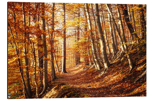 Aluminiumsbilde Picturesque autumn forest