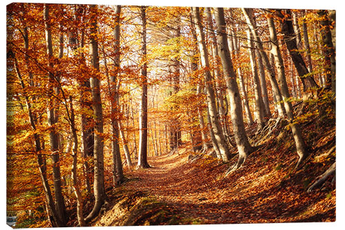 Canvas-taulu Picturesque autumn forest